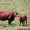 Мясное  животноводство крупный рогатый скот из Франции #748830