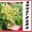 Саженцы винограда 2-х летки 117 сортов-новинок от производителя. - Изображение #1, Объявление #256491
