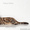 Британские котята щекастые.толстолапые от питомника Holany - Изображение #5, Объявление #835686