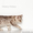 Британские котята щекастые.толстолапые от питомника Holany - Изображение #2, Объявление #835686