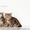 Британские котята щекастые.толстолапые от питомника Holany - Изображение #1, Объявление #835686