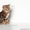 Британские котята щекастые.толстолапые от питомника Holany - Изображение #6, Объявление #835686