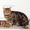 Британские котята щекастые.толстолапые от питомника Holany - Изображение #7, Объявление #835686