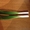 зеленый лук-перо #1053362