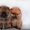 Предлагаем миниатюрных щенков померанского шпица - Изображение #1, Объявление #1068424