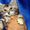 Котята и Кошки Мейн Кун - Изображение #1, Объявление #1096100