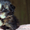 Котята Мейн Кун Для Вас - Изображение #1, Объявление #1105873