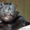 Котята Мейн Кун Для Вас - Изображение #2, Объявление #1105873