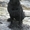 щенки лабрадора ретривера палевого и черного окраса - Изображение #7, Объявление #1210494