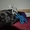щенки лабрадора ретривера палевого и черного окраса - Изображение #1, Объявление #1210494