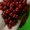 Продаем саженцы плодовых деревьев - Изображение #2, Объявление #1312099