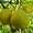 Продаем саженцы плодовых деревьев - Изображение #1, Объявление #1312099