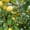 Продаем саженцы плодовых деревьев - Изображение #5, Объявление #1312099