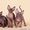 "Лунные" котята породы канадский сфинкс. - Изображение #1, Объявление #1322517