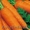 морковь и лук  морковь и лук