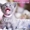 Holly Sheer Love - русский голубой котенок от Чемпиона Мира WCF в Краснодаре - Изображение #8, Объявление #1395115