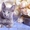 Holly Sheer Love - русский голубой котенок от Чемпиона Мира WCF в Краснодаре - Изображение #7, Объявление #1395115