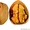 Орехи и сухофрукты по всей территории России - Оптом - Изображение #5, Объявление #1386414