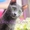 Iris Sheer Love - русский голубой котенок от Чемпиона Мира WCF в Краснодаре #1458752