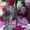 Iris Sheer Love - русский голубой котенок от Чемпиона Мира WCF в Краснодаре - Изображение #5, Объявление #1458752