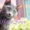 Iris Sheer Love - русский голубой котенок от Чемпиона Мира WCF в Краснодаре - Изображение #8, Объявление #1458752