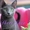 Iris Sheer Love - русский голубой котенок от Чемпиона Мира WCF в Краснодаре - Изображение #7, Объявление #1458752
