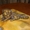 Антикварная чернильница в виде бронзовых собак на подставке из оникса - Изображение #7, Объявление #1486573