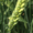 Семена озимой пшеницы сорт Зерноградка11,  Ермак,  Безостая100,  Станичная и др. #1680763