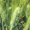 Семена озимой пшеницы Танаис,  Лилит,  Донская Юбилейная,  Ермак,  Лидия,  Веха,  Граф #1688279