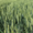 Семена озимой пшеницы Донская Степь,  Гром,  Табор,  Таня,  Безостая 100,  Юка,  Тимир #1688283