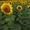 Семена подсолнечника гибрид Эдванс F1 - Изображение #1, Объявление #1705498
