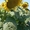 Семена гибридов подсолнечника  Эдванс - Изображение #3, Объявление #1683416