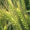 Семена озимой пшеницы ЭС/РС1/РС2 - Изображение #3, Объявление #1683413