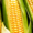 Семена гибридов кукурузы Лимагрен купить ЛГ 30179 ФАО 170 - Изображение #1, Объявление #1718776