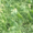Семена австрийского гороха сорт ЭСО рс1 - Изображение #3, Объявление #1718297