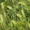 Семена ячменя Вакула ЭС - Изображение #4, Объявление #1718299