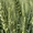 Семена  пшеницы озимой купить Аксинья Амбар Аскет Вольница Вольный Дон Донская С #1726053