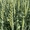 Семена пшеницы озимой  Арсенал Бумба  - Изображение #2, Объявление #1737103