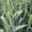 Семена пшеницы озимой  Арсенал Бумба  #1737103