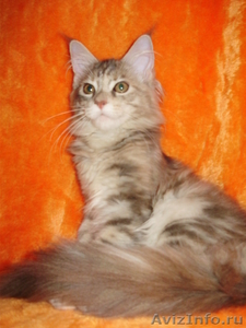 Мейн кун-ские коты-необычайной красоты. - Изображение #4, Объявление #39464