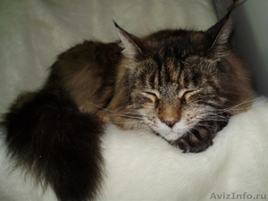 Мейн кун-ские коты-необычайной красоты. - Изображение #1, Объявление #39464