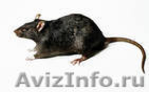 Уничтожение клопов, блох, тараканов, мышей, крыс. - Изображение #1, Объявление #84638