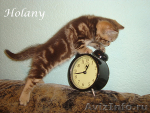 Британские плюшевые котята-щекастые,толстолапые- от питомника Holany - Изображение #2, Объявление #134403