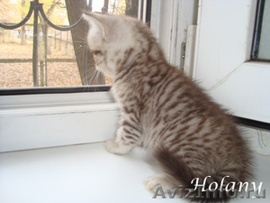 Британские плюшевые котята-щекастые,толстолапые- от питомника Holany - Изображение #3, Объявление #134403