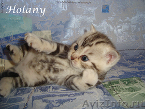 Британские плюшевые котята-щекастые,толстолапые- от питомника Holany - Изображение #1, Объявление #134403