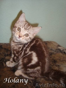 Британские плюшевые котята-щекастые,толстолапые- от питомника Holany - Изображение #5, Объявление #134403