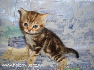 Предлагаем британских котят от питомника Holany - Изображение #3, Объявление #138168