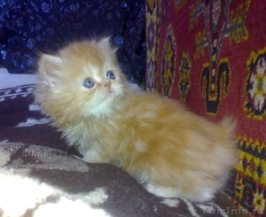 Очаровательные Персидские котята - Изображение #1, Объявление #155872
