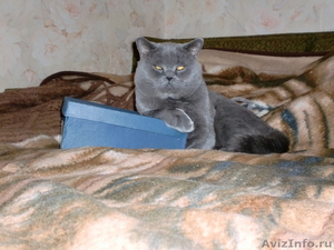 Британский кот приглашает кошечек на вязку. - Изображение #1, Объявление #207085