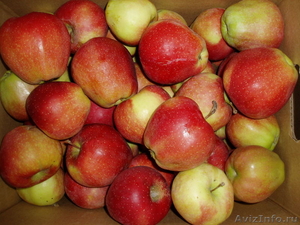 Наша Компания предлагает оптовые поставки яблок из Польши.  - Изображение #1, Объявление #265263